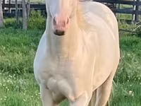 Cavalo, Quarter Horse — foto 5