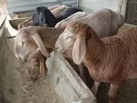 نعجة, Arashan sheep — الصورة 6