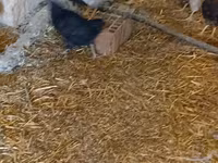 Chickens — عکس 4