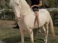 Kůň, Koně — foto 3