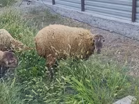 Bélier, Moutons — photo 3