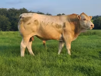 Bull, Blonde d’Aquitane cattle — photo 1
