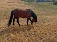 اسب نر, اسب — عکس 1