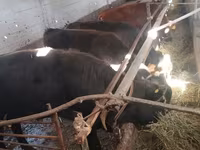 Lembu ternakan (lot, jantina tidak dinyatakan), Swiss cattle — foto 6