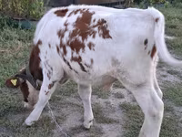 گاو نر, Simmental cattle — عکس 2