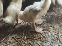 Ducks — picha 3