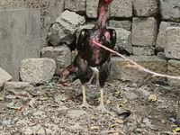 Chickens — zdjęcie 1