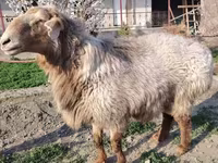 قوچ, Arashan sheep — عکس 2