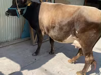 Vacă, Rasa Holstein — foto 2