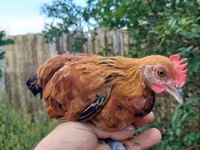 Chickens — Foto 3