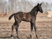 Hingst, Trakehner — foto 1