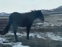 گھوڑی, Horse breed — تصویر 2