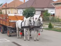 Cal, Lipizzaner — foto 4
