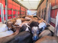 Αγελάδα, Simmental cattle — φωτογραφία 4