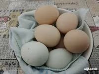 婆罗门鸡 — 照片 6