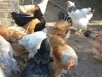 Brahma — foto 1