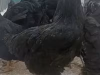 Chickens — foto 6