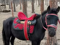 Жребец, Shetland Pony — снимка 1