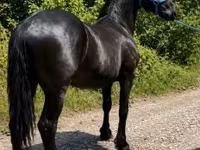 Hingst, Friesian — foto 6