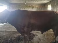 گاو و گوساله (گروه، جنسیت مشخص نشده), Red Estonian cattle — عکس 1