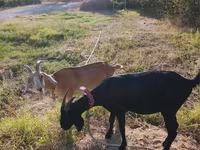 Kambing betina, Nubian Goat — foto 3