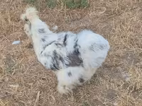 Silkie — foto 8