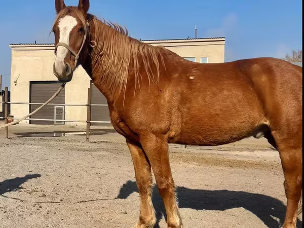 اسب نر, Kustanai horse