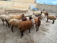 Får, Apsheron sheep — foto 5