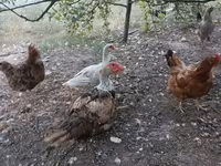 Muscovy domestica — foto 5