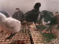 Chickens — foto 2