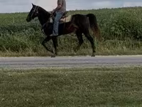 Cal, Rocky Mountain Horse — foto 4