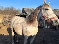 Ngựa đực, Nonius horse — ảnh 5