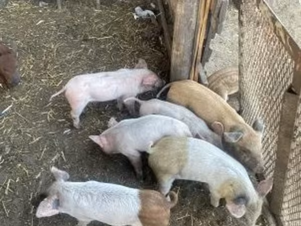 Scrofa, Maiali