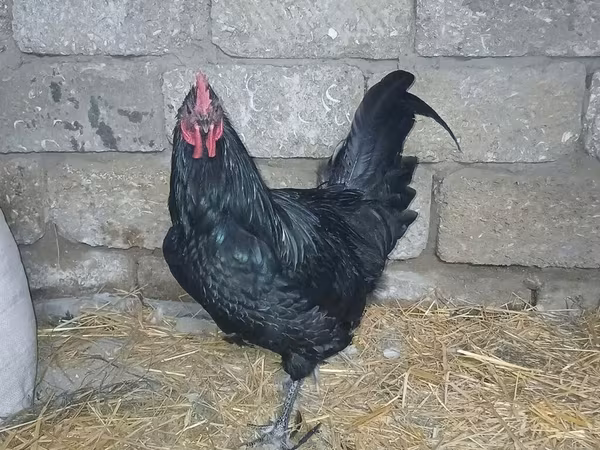 Avustralya Pit Oyun Tavuğu