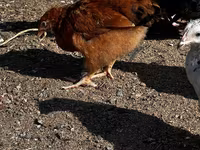 Chickens — عکس 2