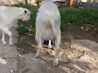 Dişi keçi, Alpine goat — foto 6
