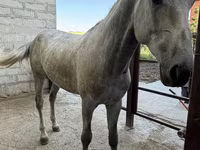 Aygır, Orlov Trotter — foto 2