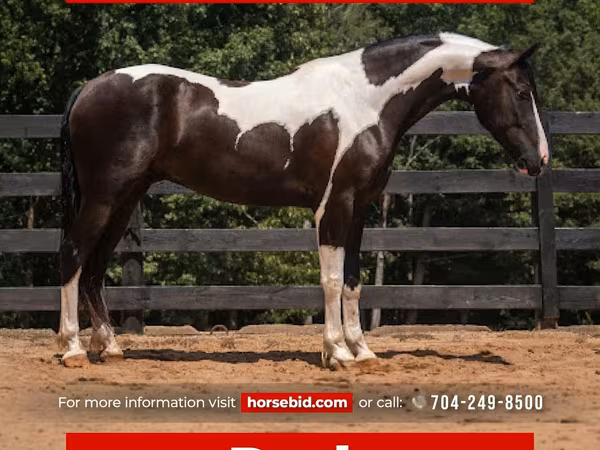 Cavallo, Friesian