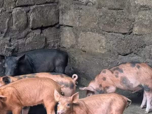 Babi jantan, Дюрок