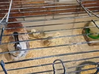 Chickens — عکس 2