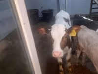 گائے, Simmental cattle — تصویر 5
