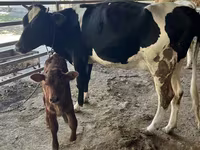Lembu jantan, Russian Black pied cattle — foto 2