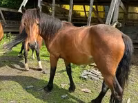 Kısrak, Međimurje horse — foto 1