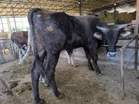 گاو نر, Swiss cattle — عکس 8