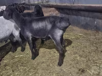 Beran, Hissar sheep — foto 2