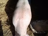 หมูป่าตัวผู้, หมู — รูปภาพ 2