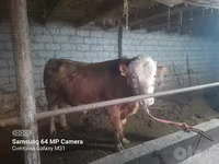 Toro, Simmental cattle — foto 1