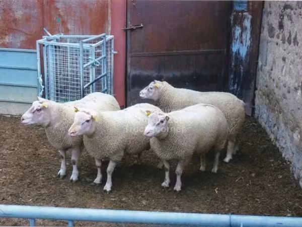 Ram, Sheep — United Kingdom