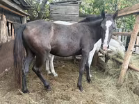 حصان, Horse breed — الصورة 5