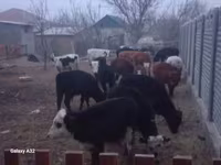 Buğa, Mal-qara — foto 1